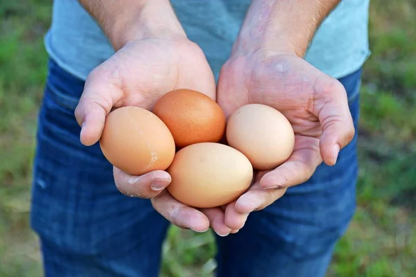holding eggs in the hand