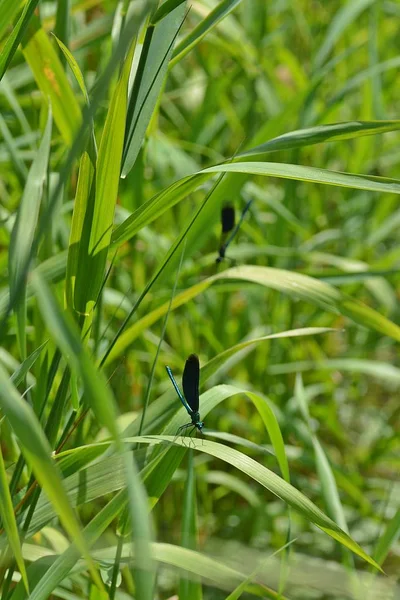 Libélula Azul Verde Lado Riacho — Fotografia de Stock