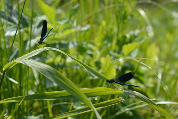 Blaue Libelle Grünen Neben Einem Bach — Stockfoto