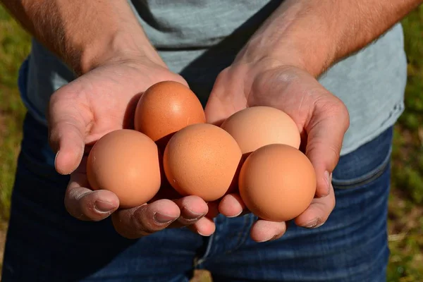 Eieren Hand Houden — Stockfoto