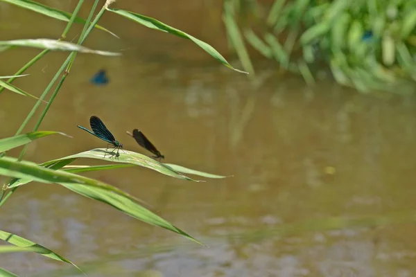 Libellule Bleue Dans Vert Côté Ruisseau — Photo