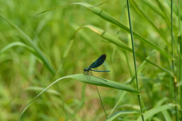 Blaue Libelle Grünen Neben Einem Bach — Stockfoto
