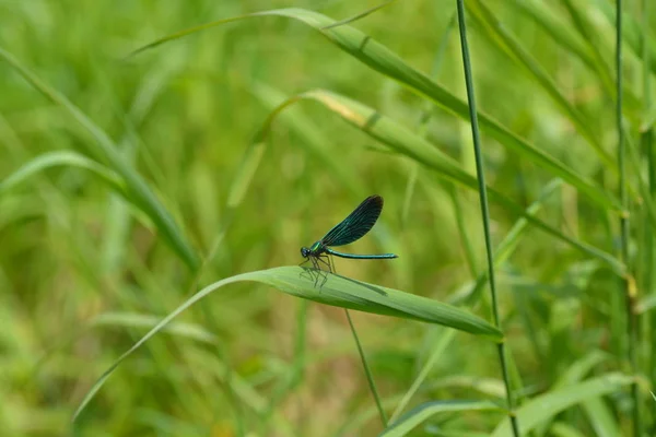 Libélula Azul Verde Lado Riacho — Fotografia de Stock