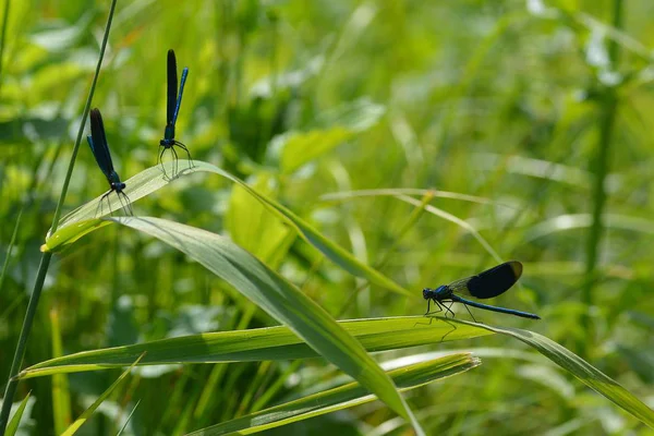 Blaue Libelle Grünen Neben Einem Bach — Stockfoto