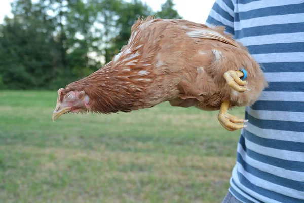 Sosteniendo Una Gallina Las Manos — Foto de Stock