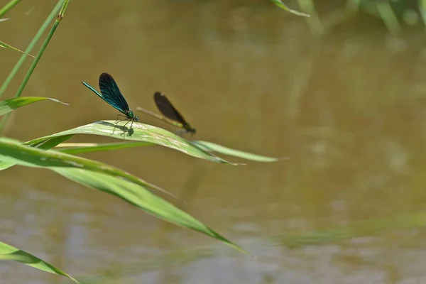 小川の隣の緑の青いトンボ — ストック写真