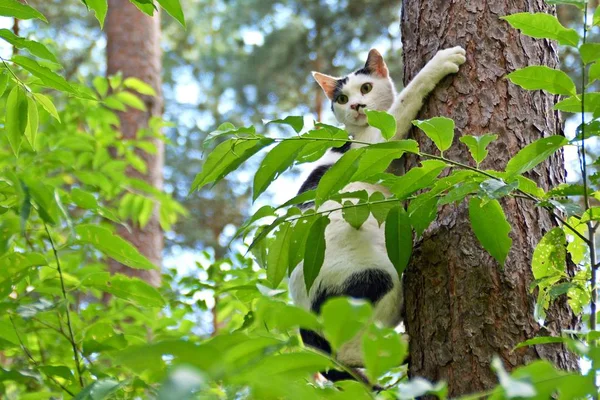 Cat Climbing Tree Forest — Stock Photo, Image