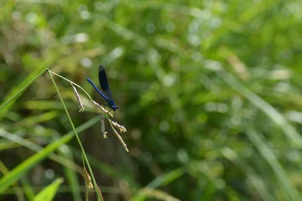 Blaue Libelle Grünen Neben Einem Bach — Stockfoto