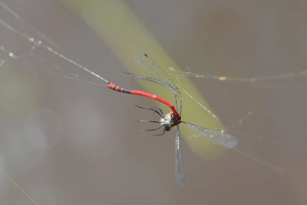 Κόκκινη Λιβελούλα Παγιδευμένη Ιστό Αράχνης — Φωτογραφία Αρχείου