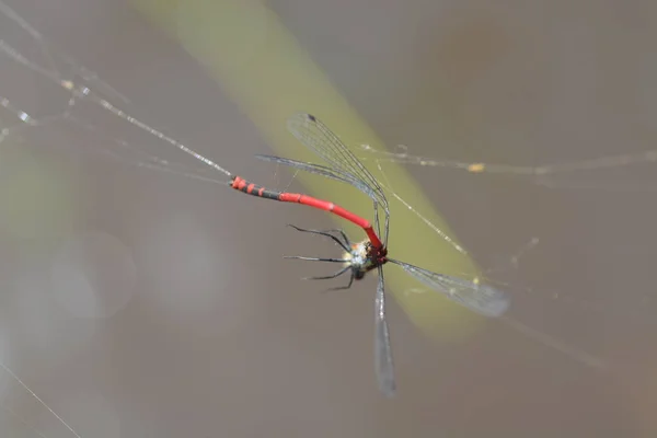 Libélula Vermelha Capturada Teia Aranha — Fotografia de Stock