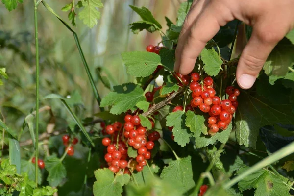 Collecting Red Currant Close — Stock Photo, Image