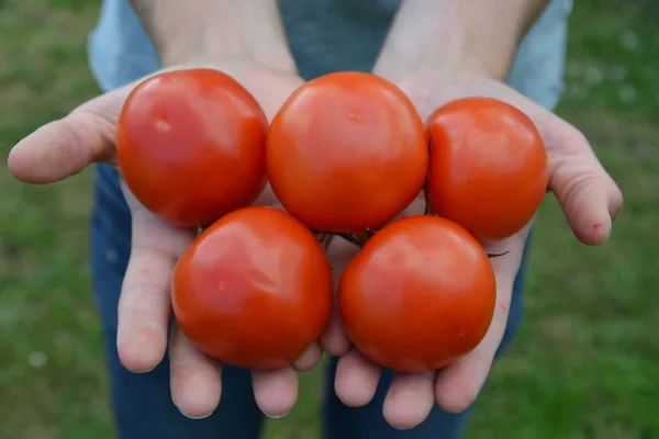 Tomaten Aus Nächster Nähe Halten — Stockfoto