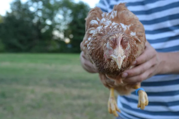 Holding Hen Hands — Stock Photo, Image