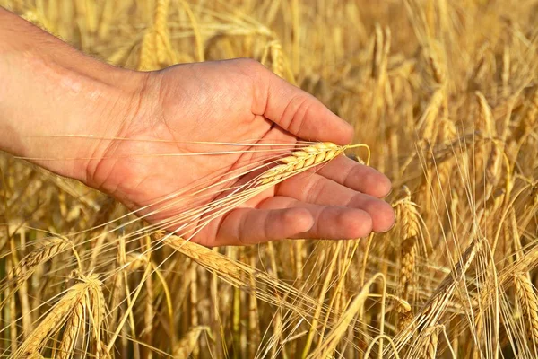 Walking Field Holding Hand Cereals Stock Photo