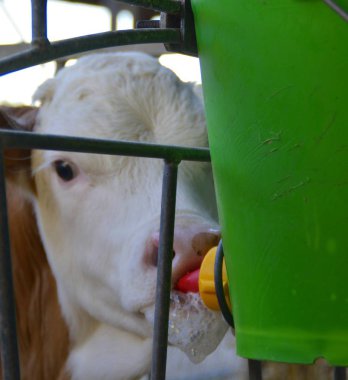 buzağı içme sütü yakın 