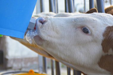 buzağı içme sütü yakın 