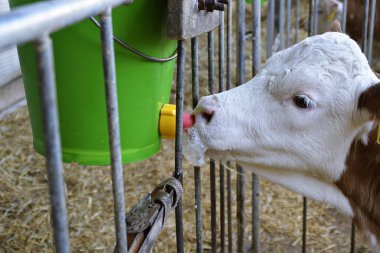 buzağı içme sütü yakın 