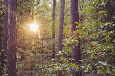 Güneş bir sonbahar ormanında parlar.