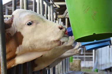 buzağı içme sütü yakın 