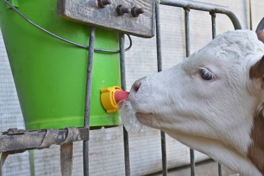 buzağı içme sütü yakın 