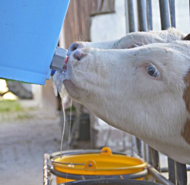 buzağı içme sütü yakın 