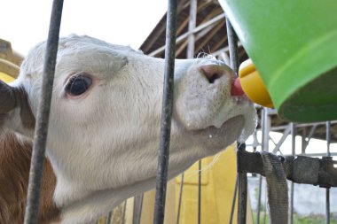 buzağı içme sütü yakın 