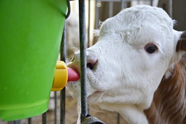 buzağı içme sütü yakın 