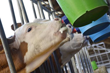 buzağı içme sütü yakın 