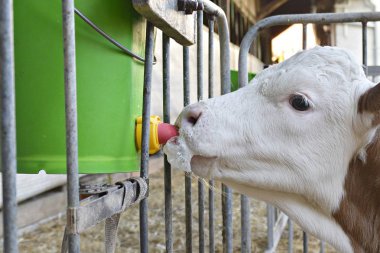 buzağı içme sütü yakın 