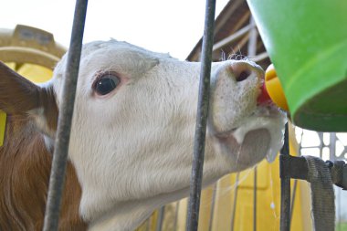 buzağı içme sütü yakın 