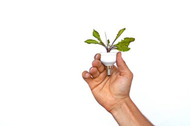Elinde büyüyen bir karahindiba ile bir ampul tutun