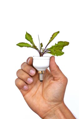 Elinde büyüyen bir karahindiba ile bir ampul tutun