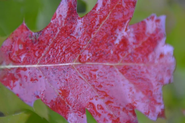 Árbol Color Otoño Cerca — Foto de Stock