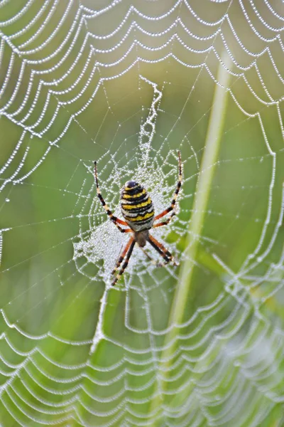 Toile Araignée Avec Gouttes Rosée Lever Soleil — Photo