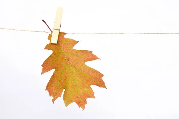 Herbst Ahornblatt Aus Nächster Nähe — Stockfoto