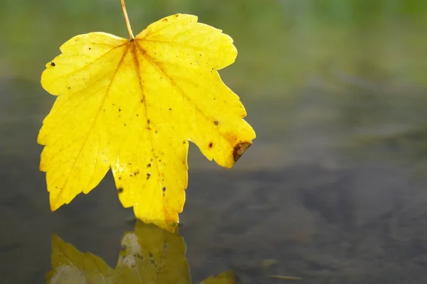 Een Herfst Blad Raakt Het Water — Stockfoto