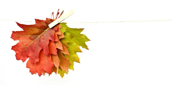 Barevné Podzimní Listy Zavřít — Stock fotografie