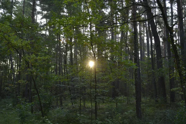 Soleil Brille Travers Les Arbres Côté Une Rue — Photo