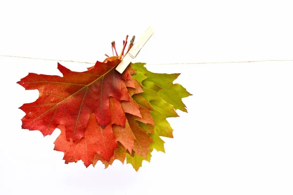 Barevné Podzimní Listy Zavřít — Stock fotografie