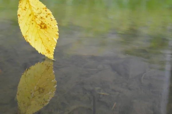 Een Herfst Blad Raakt Het Water — Stockfoto