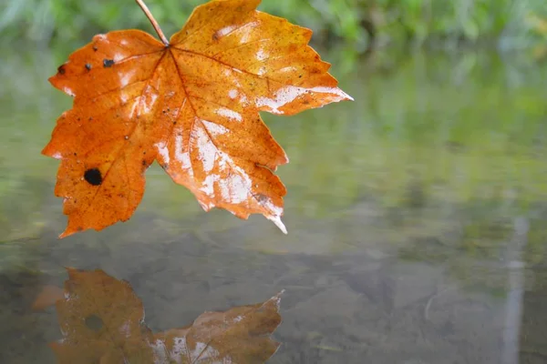 Een Herfst Blad Raakt Het Water — Stockfoto