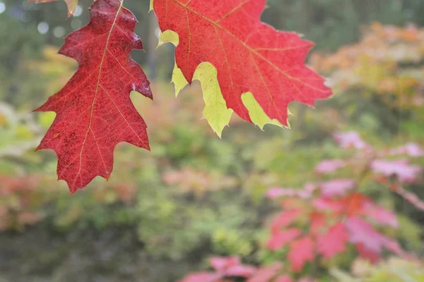 Herbst Farbigen Baum Aus Nächster Nähe — Stockfoto