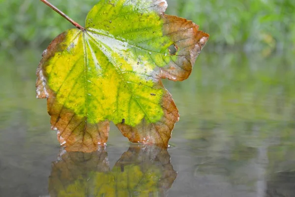 Ein Herbstblatt Berührt Das Wasser — Stockfoto
