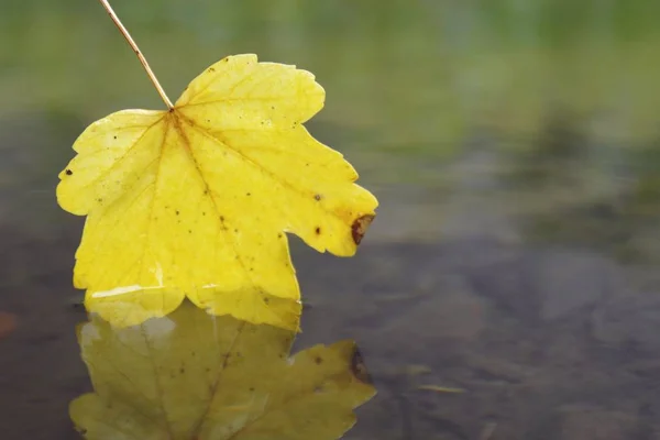 Een Herfst Blad Raakt Het Water — Stockfoto