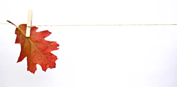 Autumn Maple Leaf Close — Stock Photo, Image