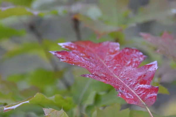 Herfst Gekleurde Boom Close — Stockfoto