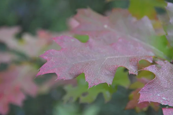 Herbst Farbigen Baum Aus Nächster Nähe — Stockfoto