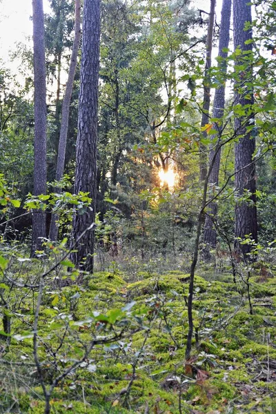阳光照耀着秋天的森林 — 图库照片