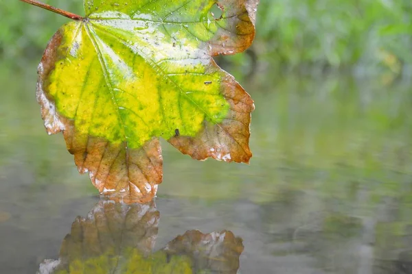 Een Herfst Blad Raakt Het Water — Stockfoto