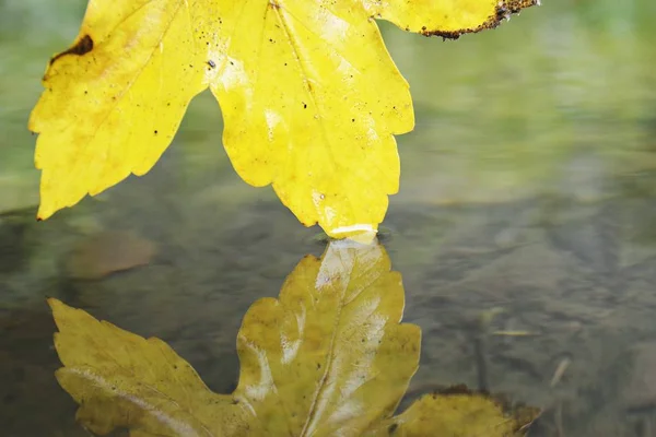 Een Herfst Blad Raakt Het Water — Stockfoto